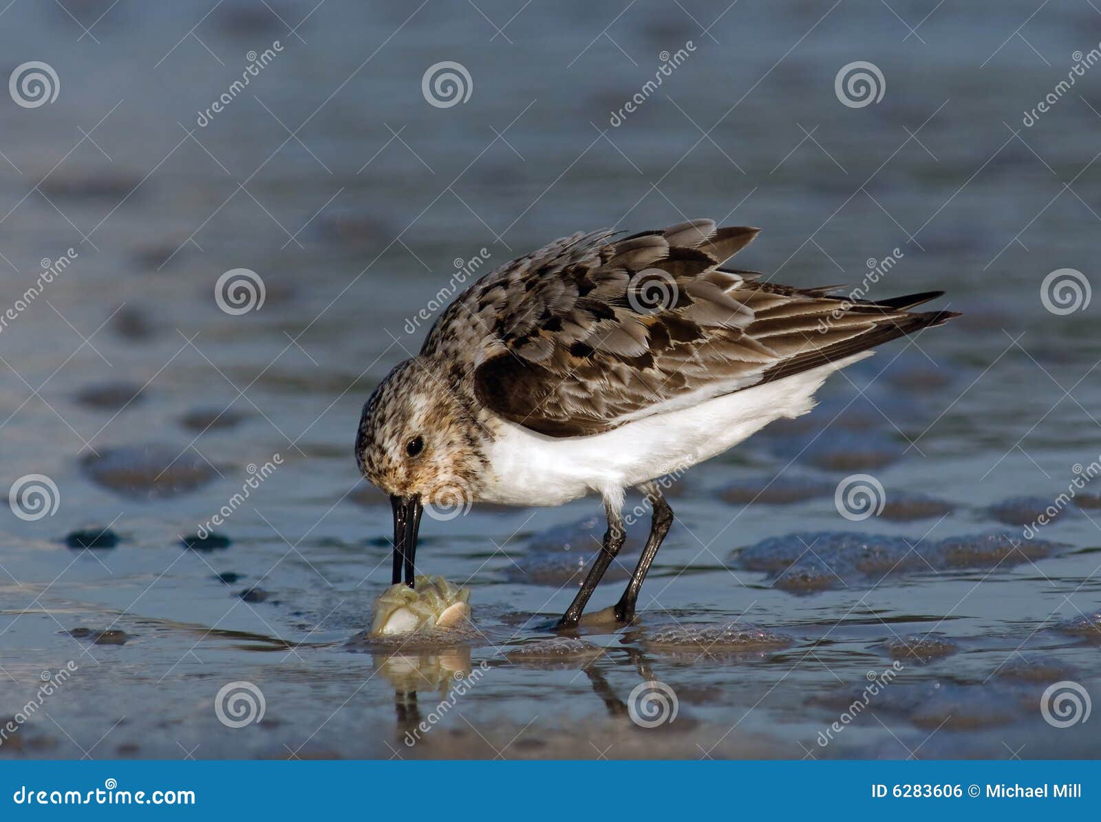 semipalmated sandpiper with sand crab