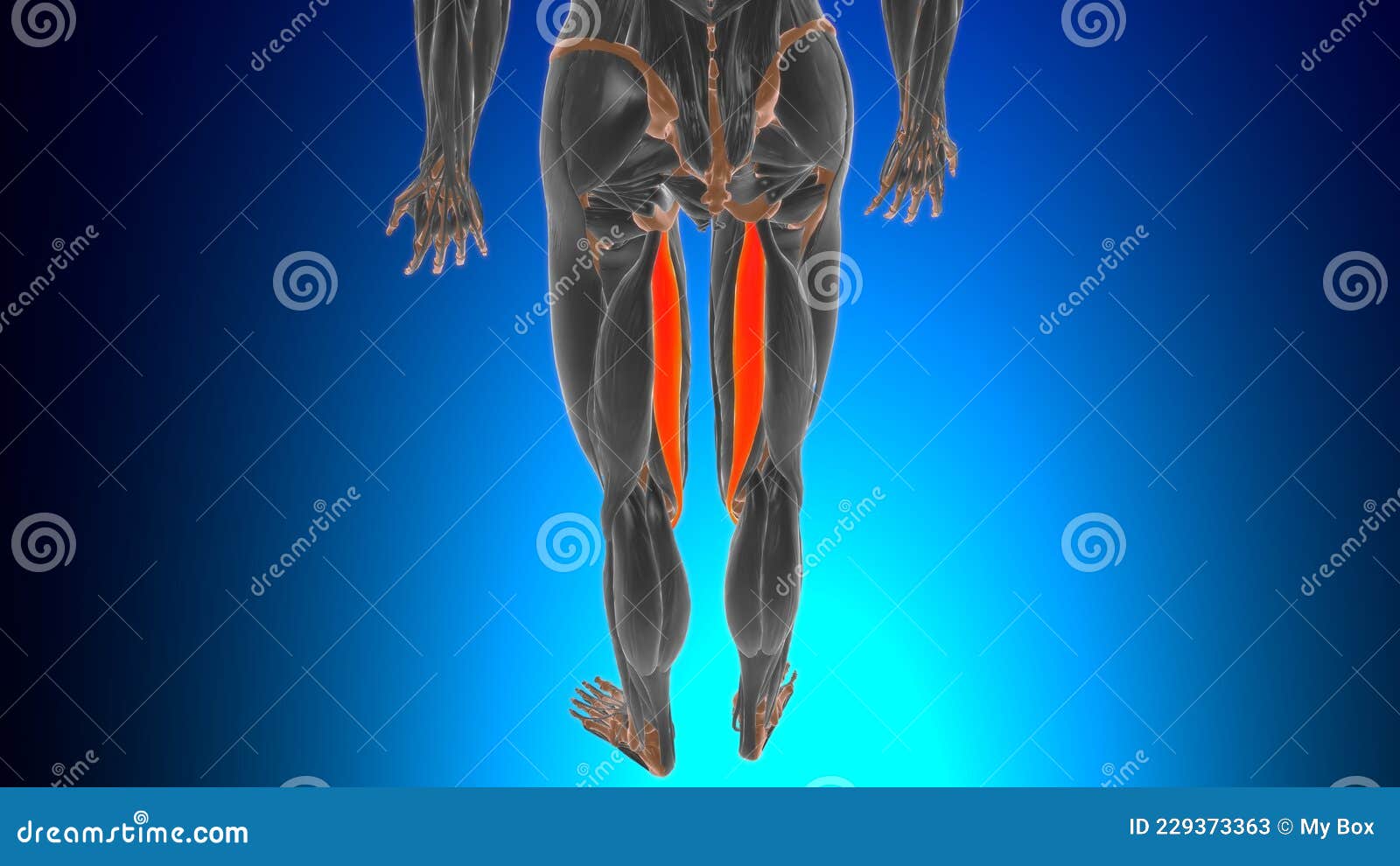 Semitendinosus Muscle Anatomy For Medical Concept 3d Stock Illustration