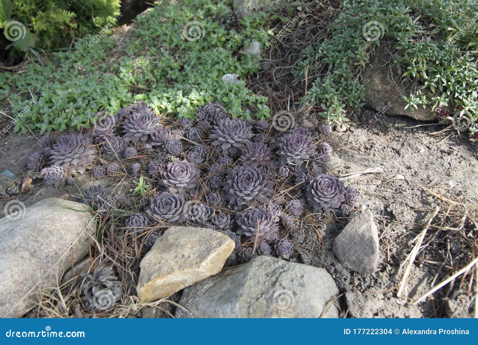 SempervÃ­vum, a Group of Succulents in a Rockery, Plants for a Rockery