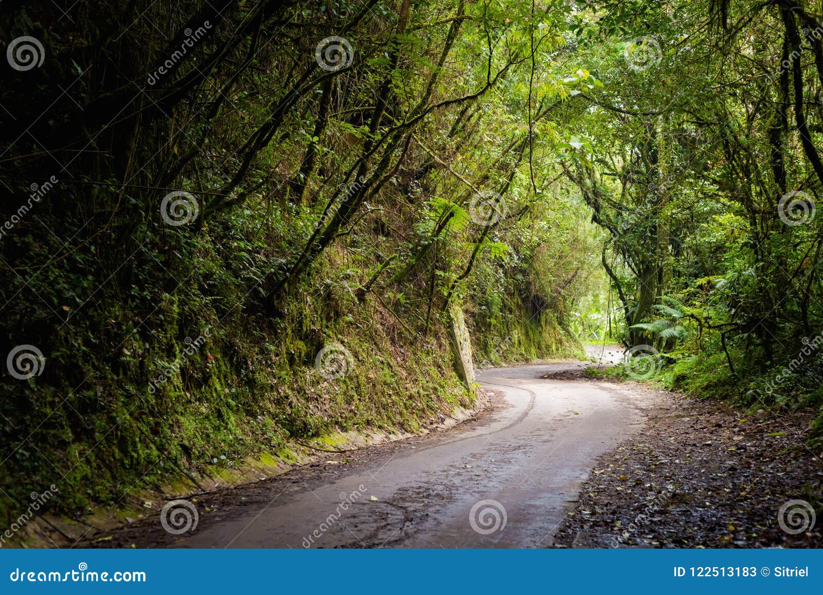 Senderismo Del Bosque De Cameron Highlands Mossy Imagen de archivo