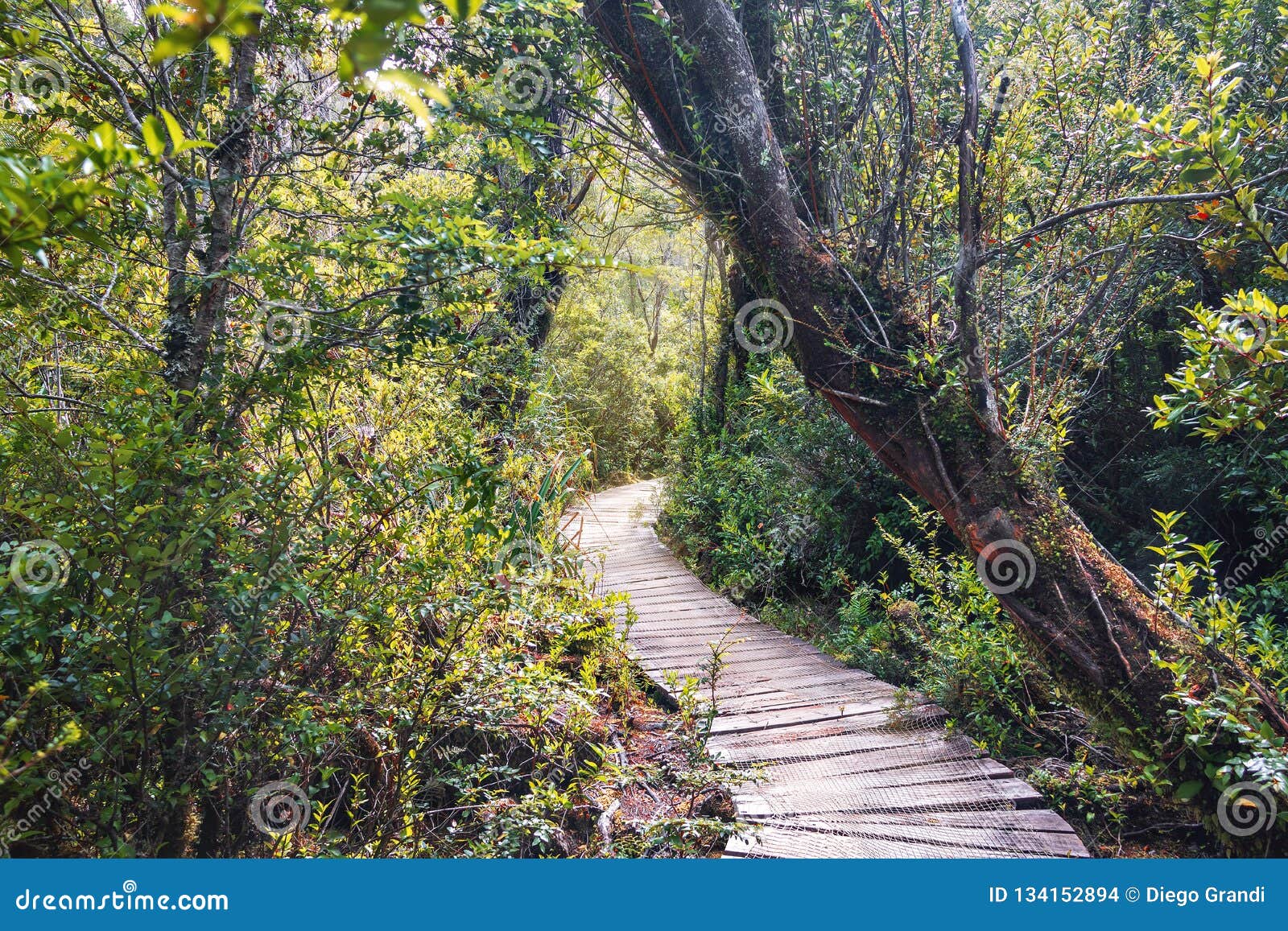 sendero el tepual footpath at chiloe national park - chiloe island, chile