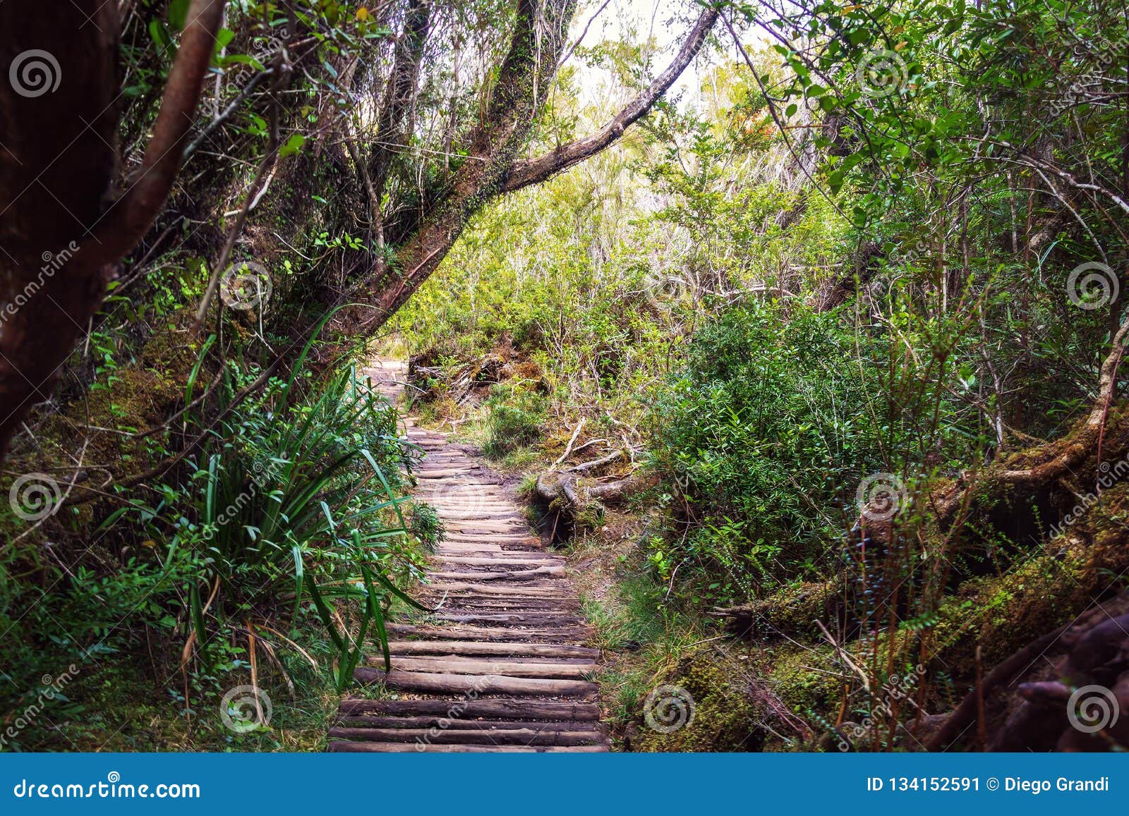 sendero el tepual footpath at chiloe national park - chiloe island, chile