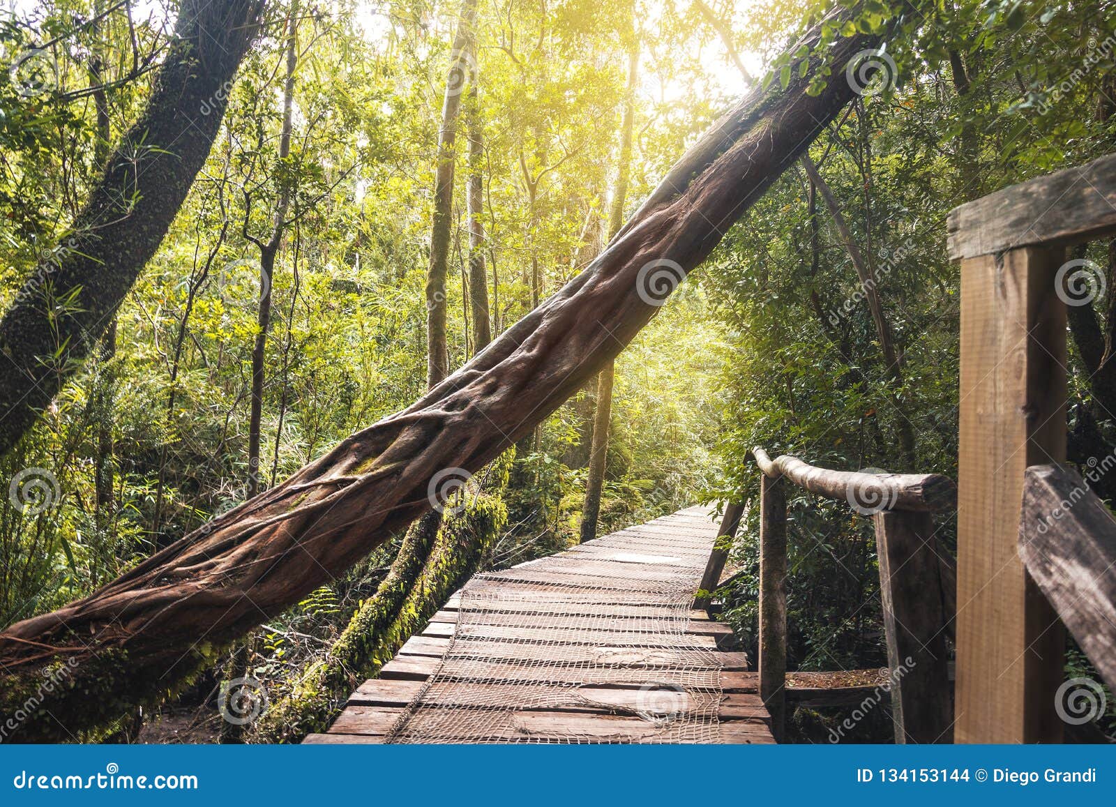 sendero el tepual footpath at chiloe national park - chiloe island, chile