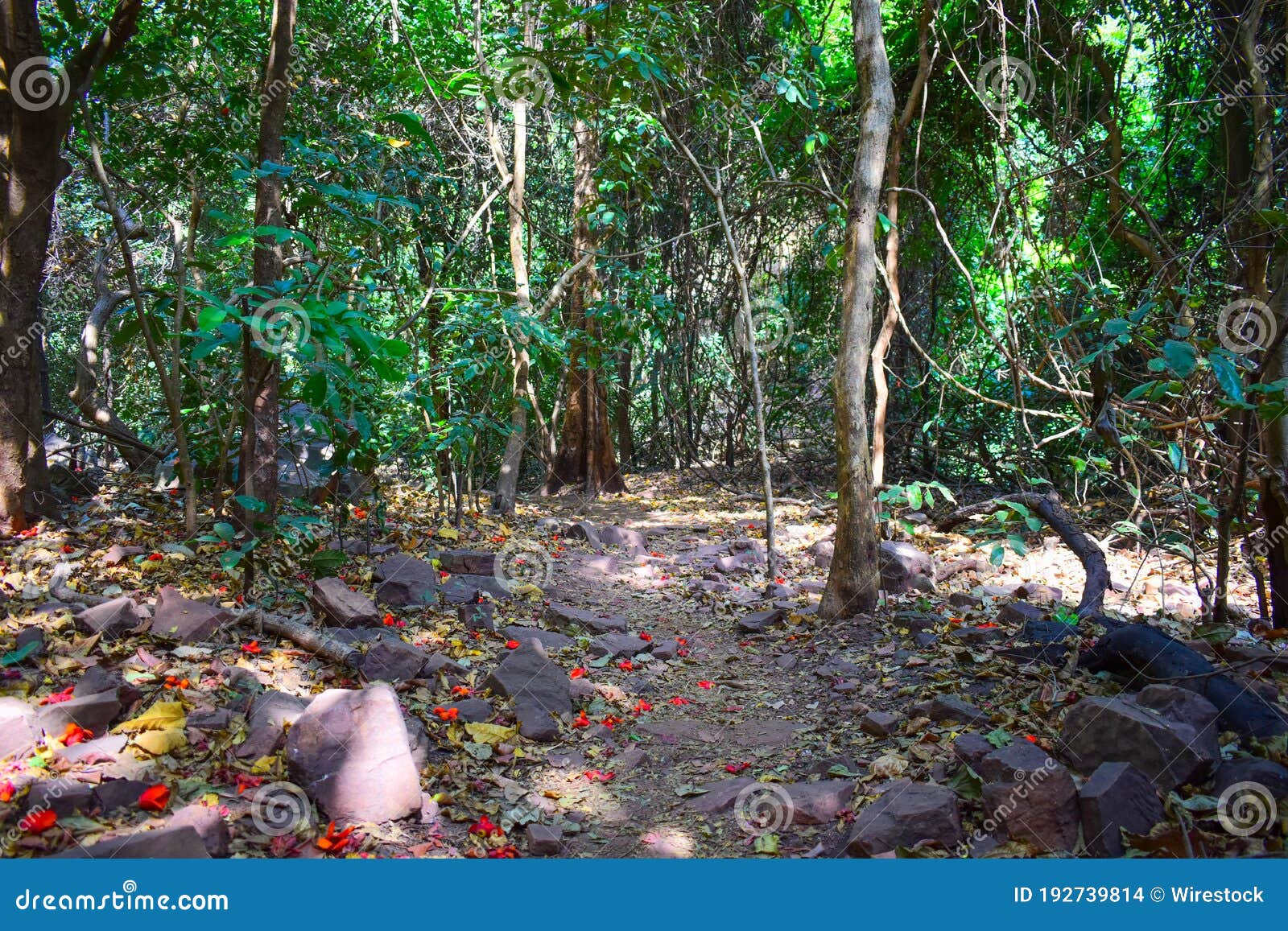 sendero en la selva africana