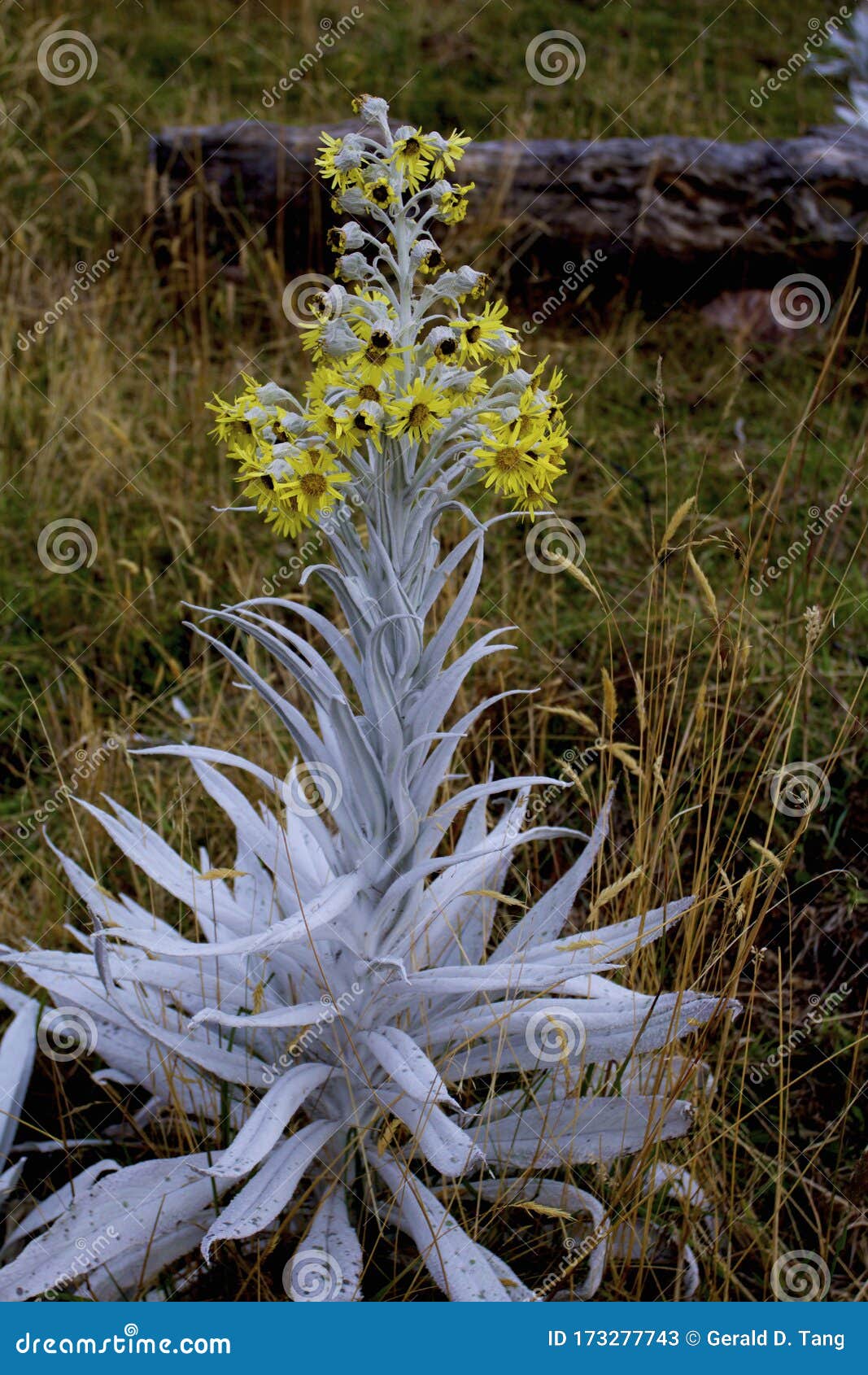 senecio niveoqureus  840205