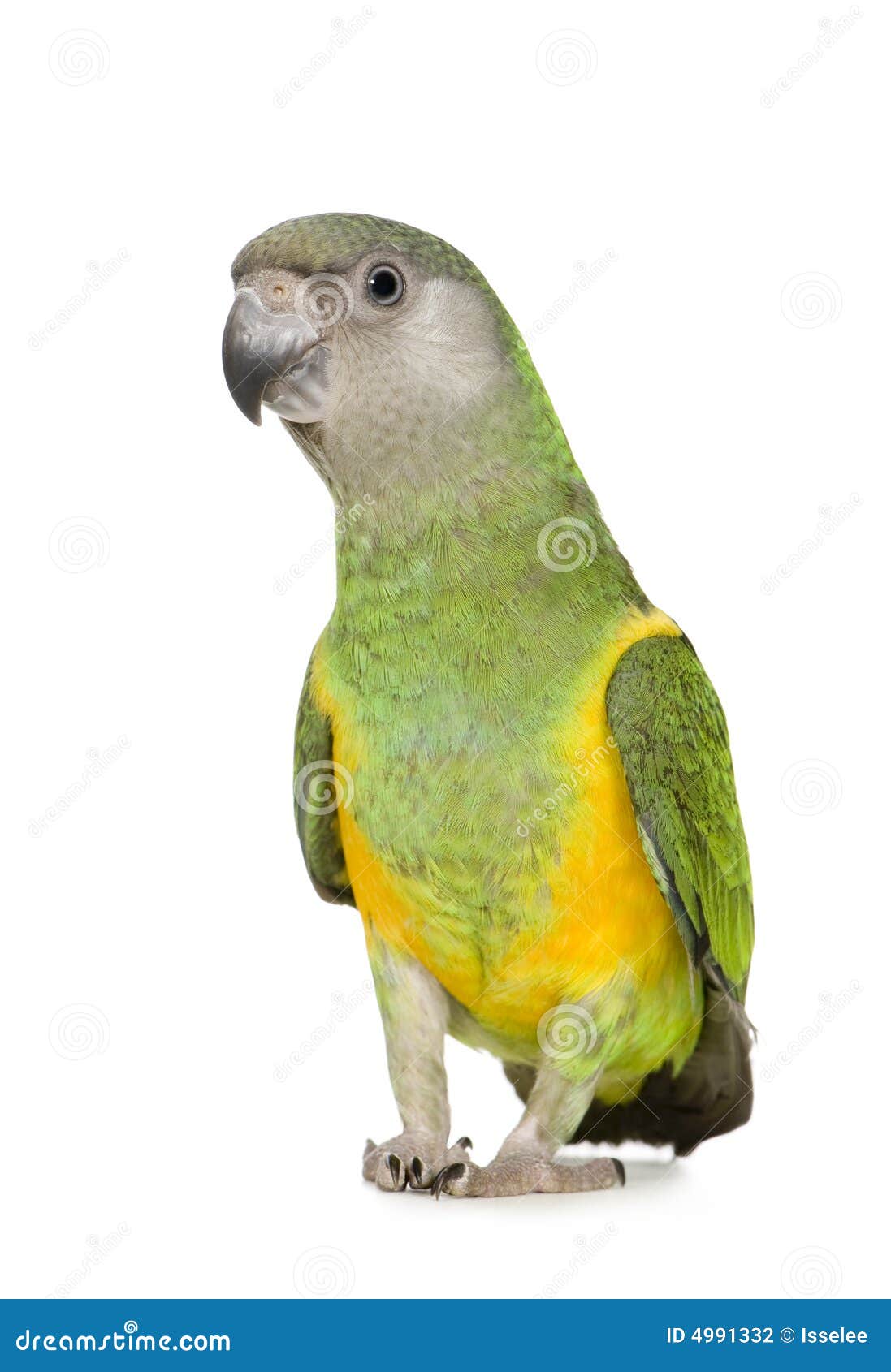 Senegal Parrot Poicephalus Senegalus Stock Photo Image of tropical