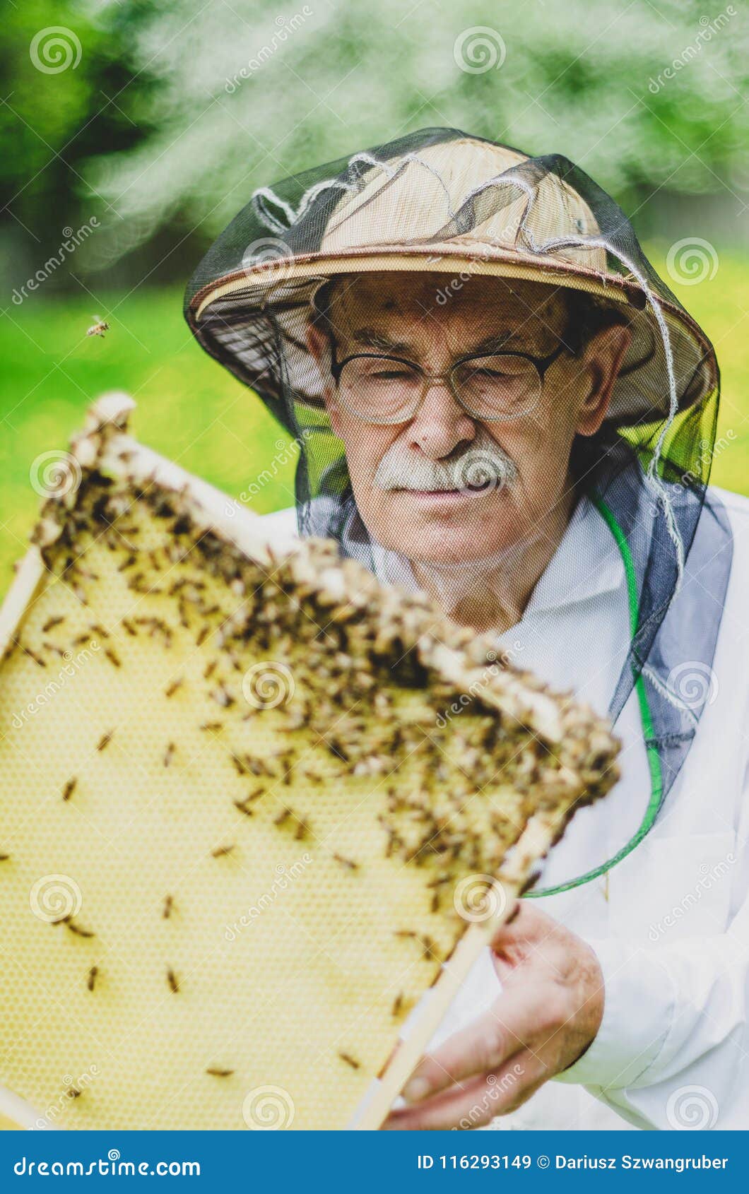 Senior Beekeeper Making Inspection in Apiary in the Springtime Stock