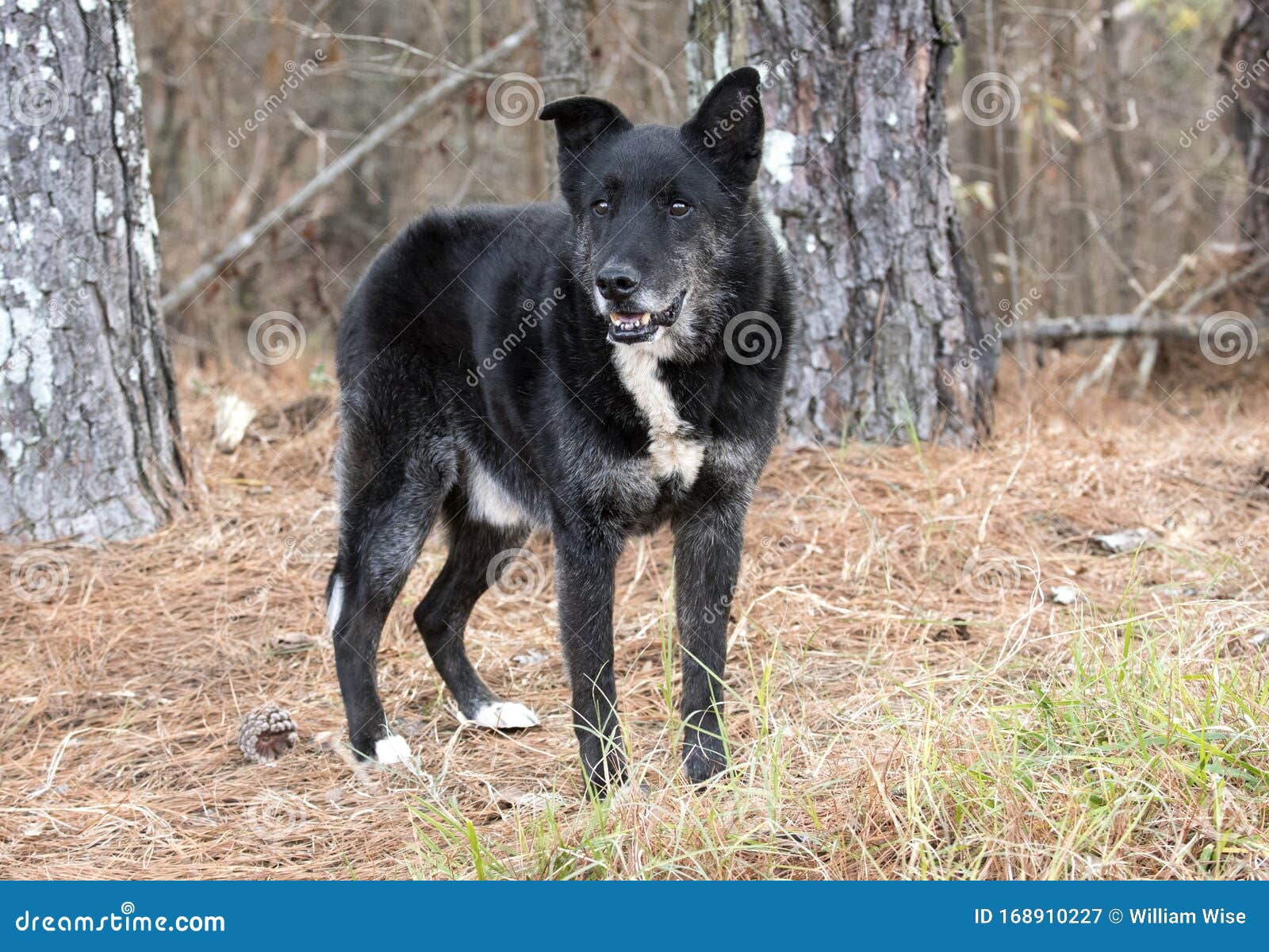 Senior Black German Shepherd With Grey Muzzle Dog Outside On Leash Stock Image Image Of Golden Ears 168910227