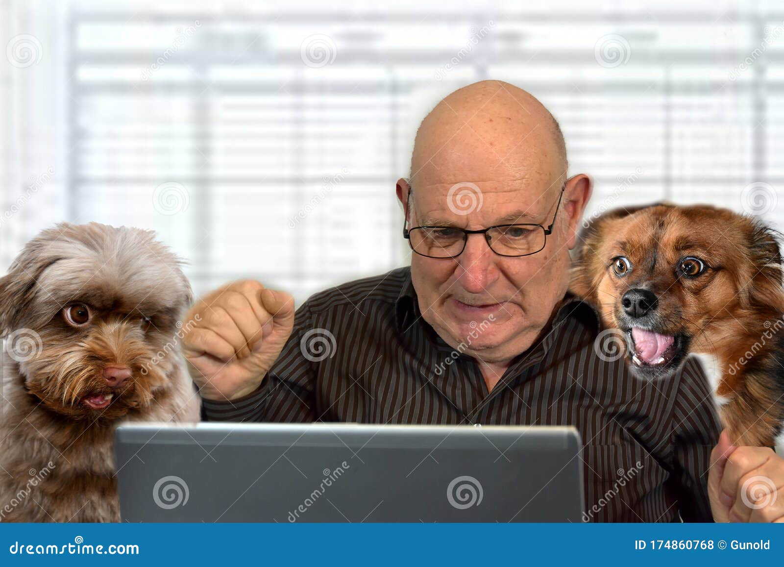 senior boss works in his office . he and his dogs look horrified at the computer screen