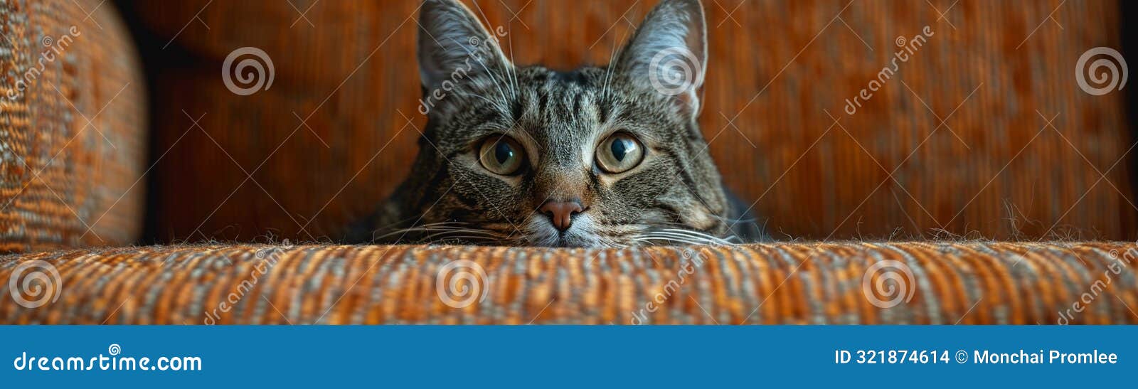 senior cat health workshop, care for aging cats, close up, senior pet theme, surreal, blend mode, living room backdrop
