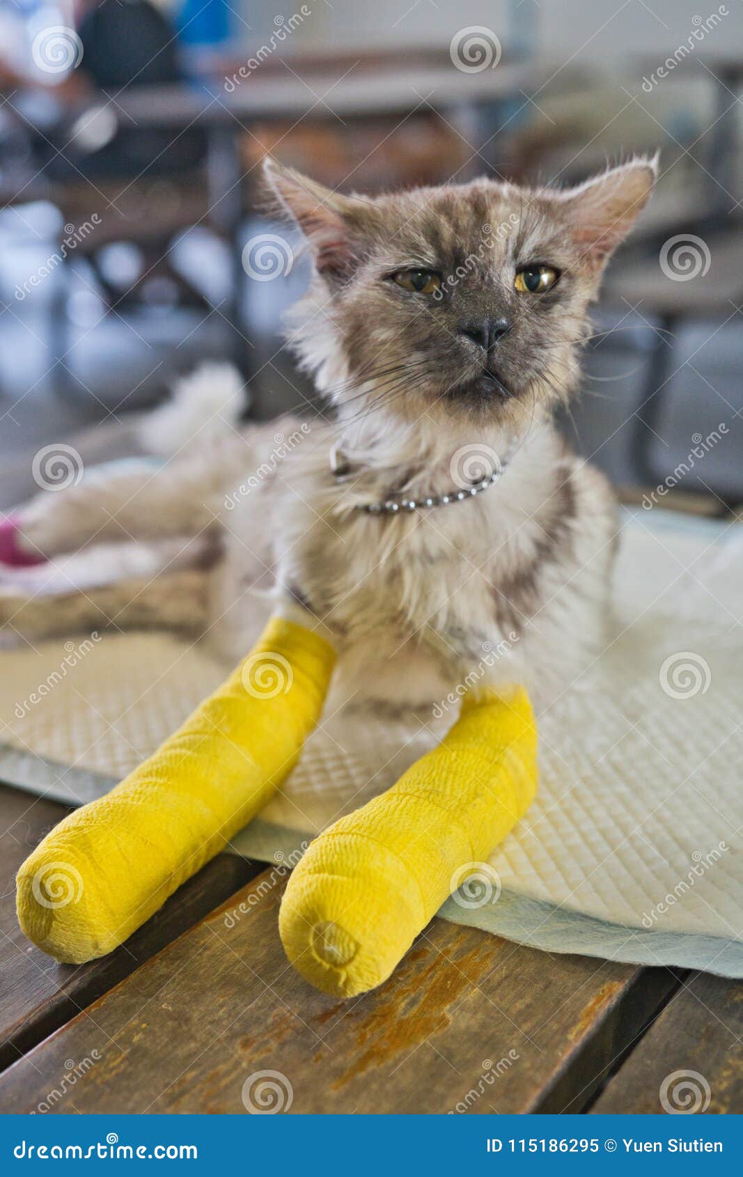Cat with broken leg stock image. Image of dont, broken 133641349