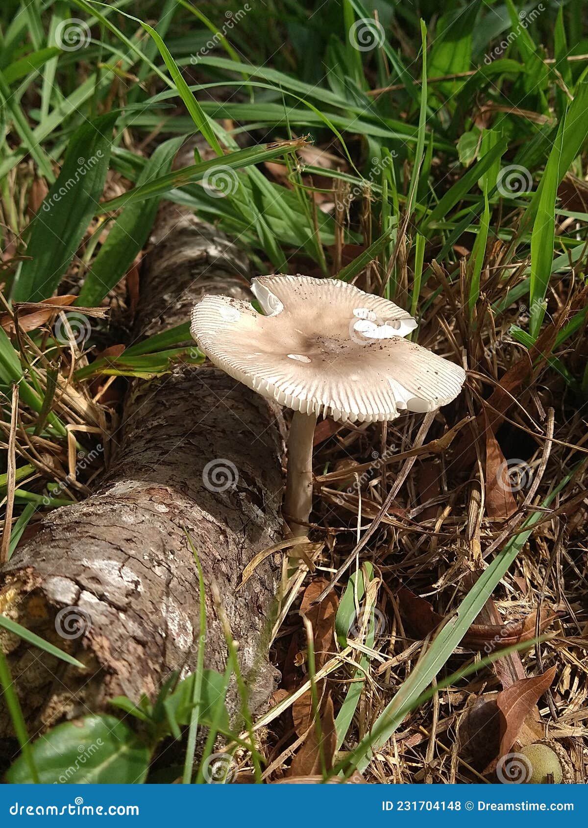 Citizen Mushroom Stock Photos Free & RoyaltyFree Stock Photos from