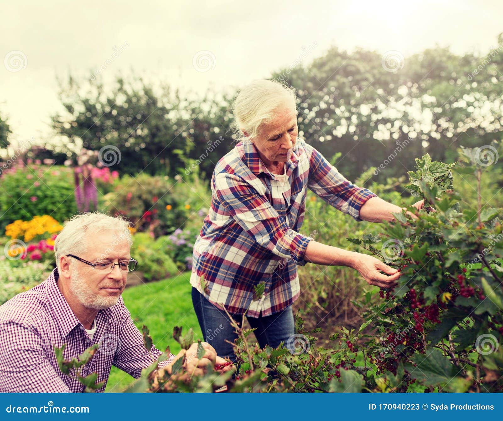 Senior Couple Harvesting Currant at Summer Garden Stock Image - Image ...