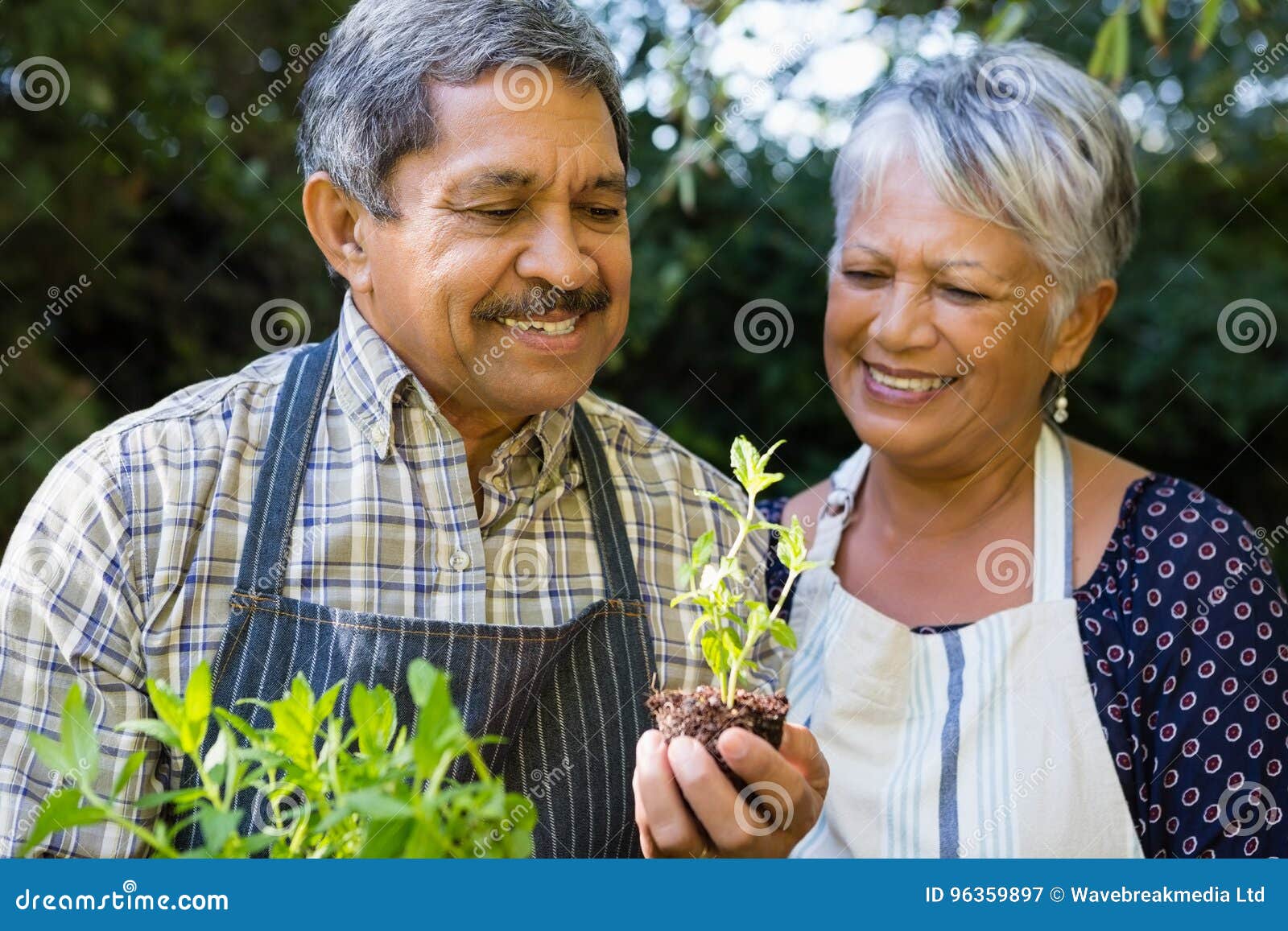 Senior Couple Looking Sapling Plant in Garden Stock Image - Image of ...