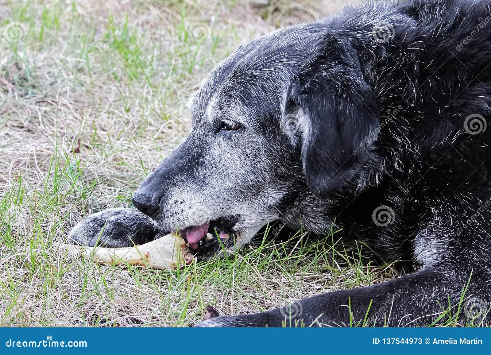 A Senior Dog Chews on a Bone in Th Grass Stock Image Image of teeth