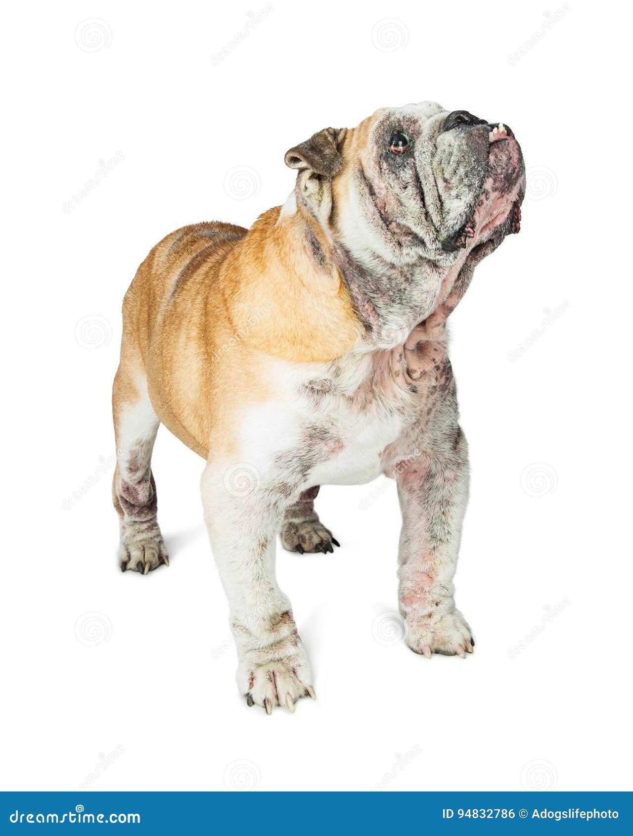 Senior English Bulldog Dog Standing Looking Up Stock Photo