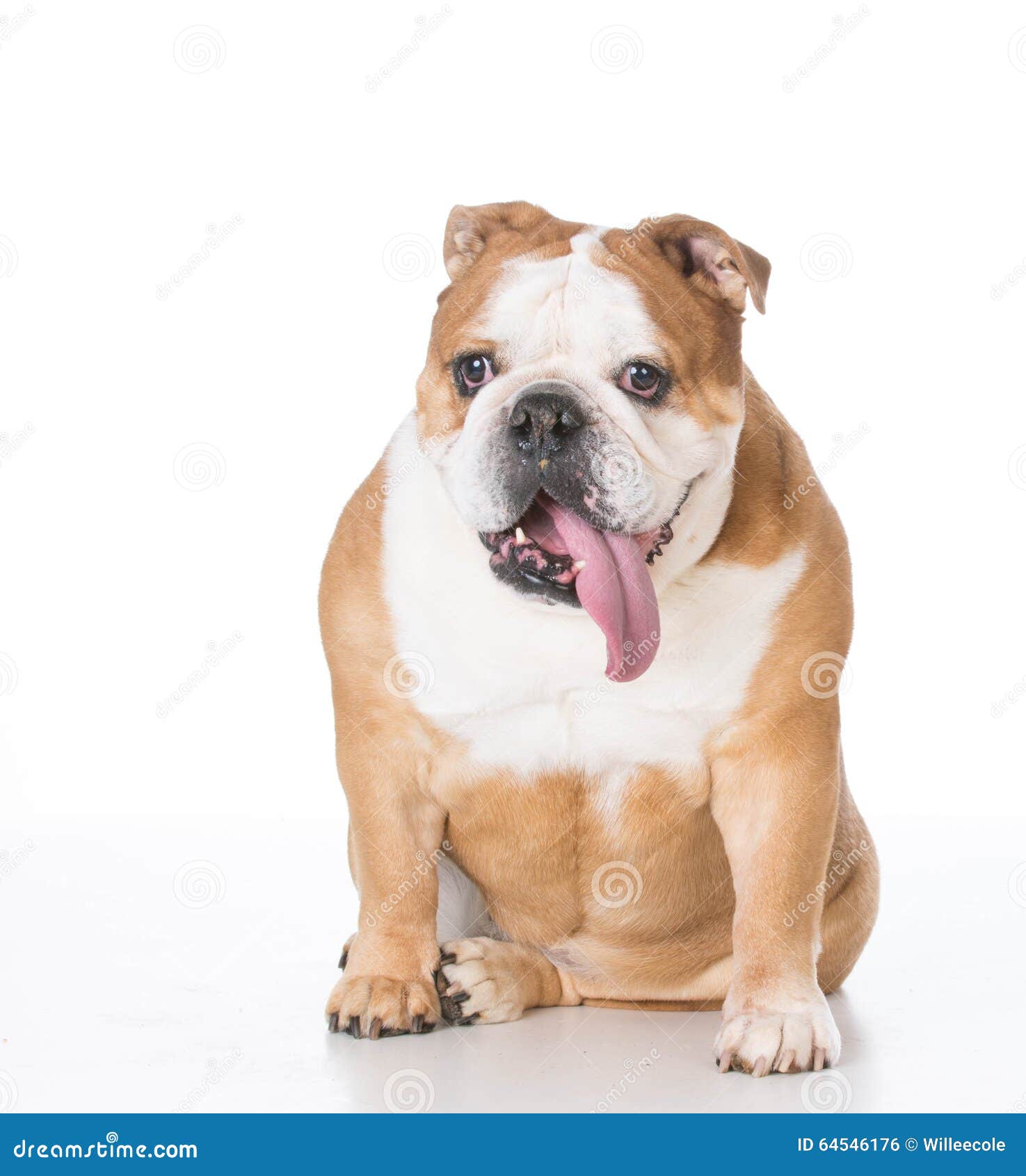Senior english bulldog stock photo. Image of obedient