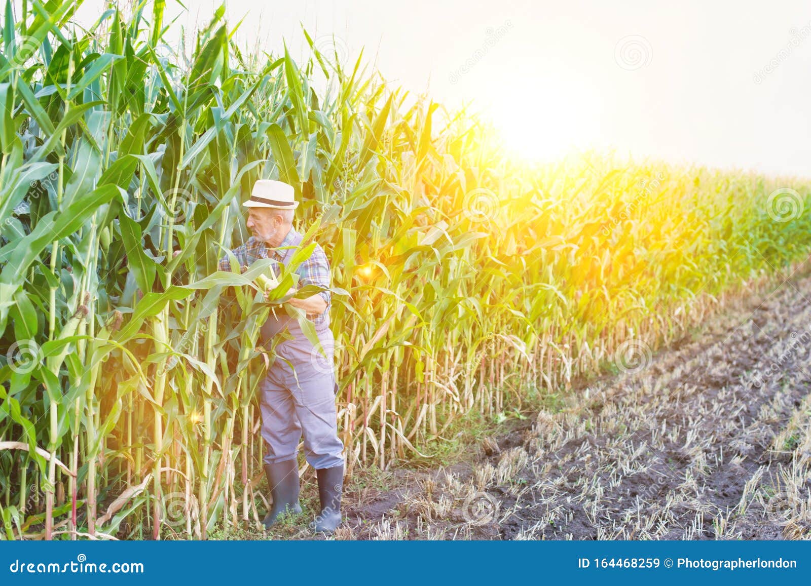 Senior Farmer Checking Corn in Field with Yellow Lens Flare Stock Image