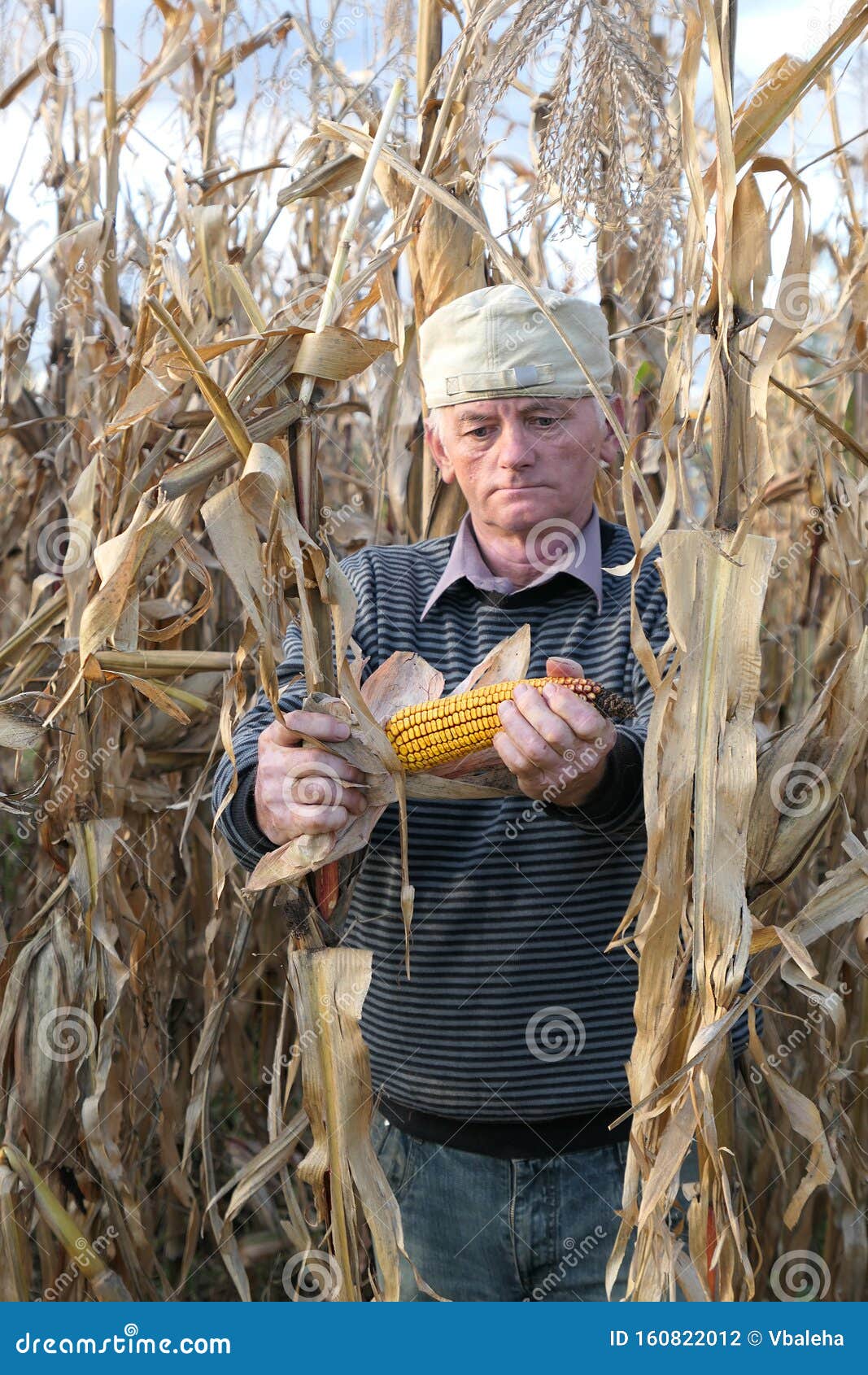 Senior Farmer Harvesting Corn Cobs Stock Photo Image of crop, organic