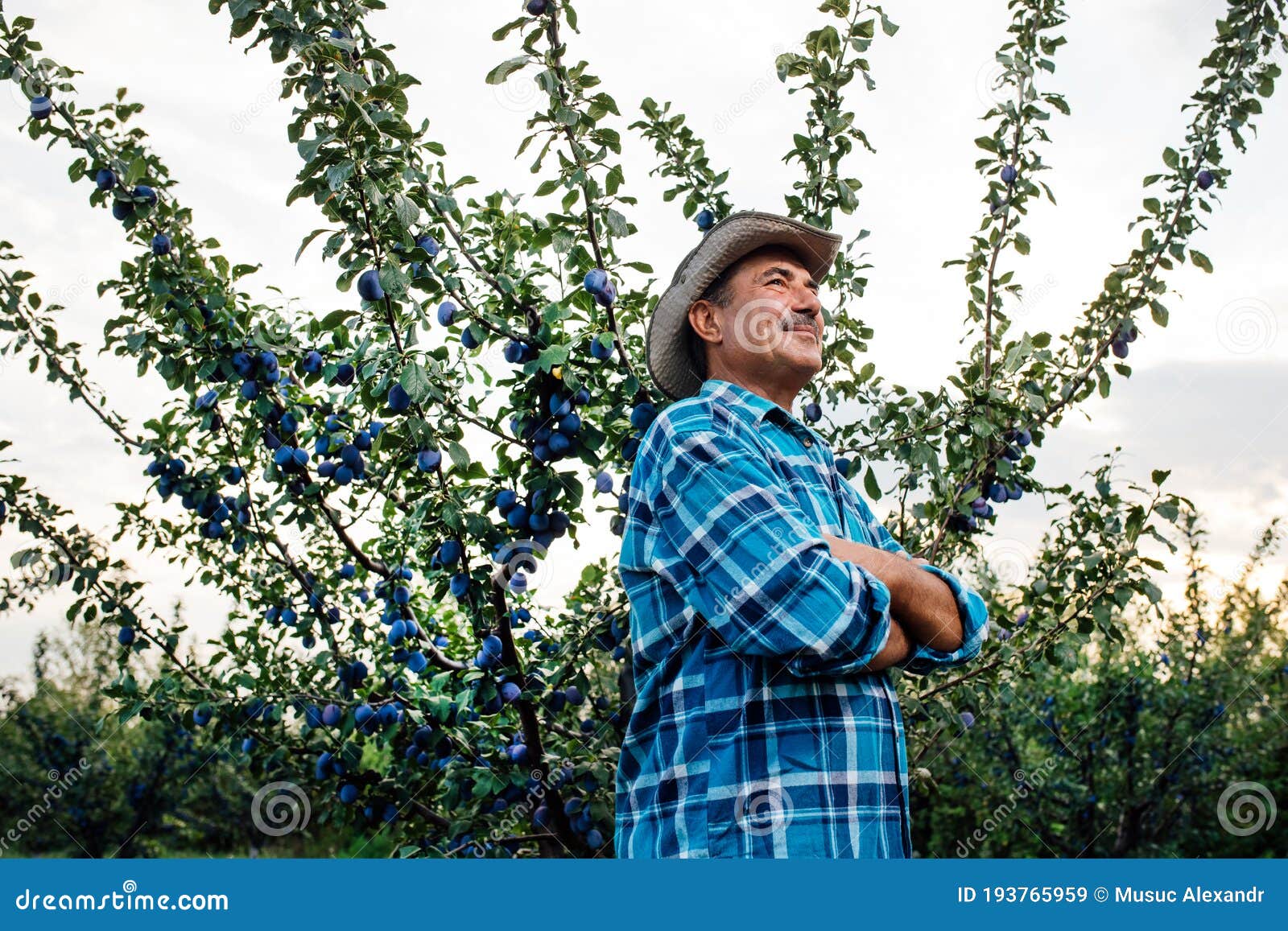 senior farmer with hat standing in plum orchard,