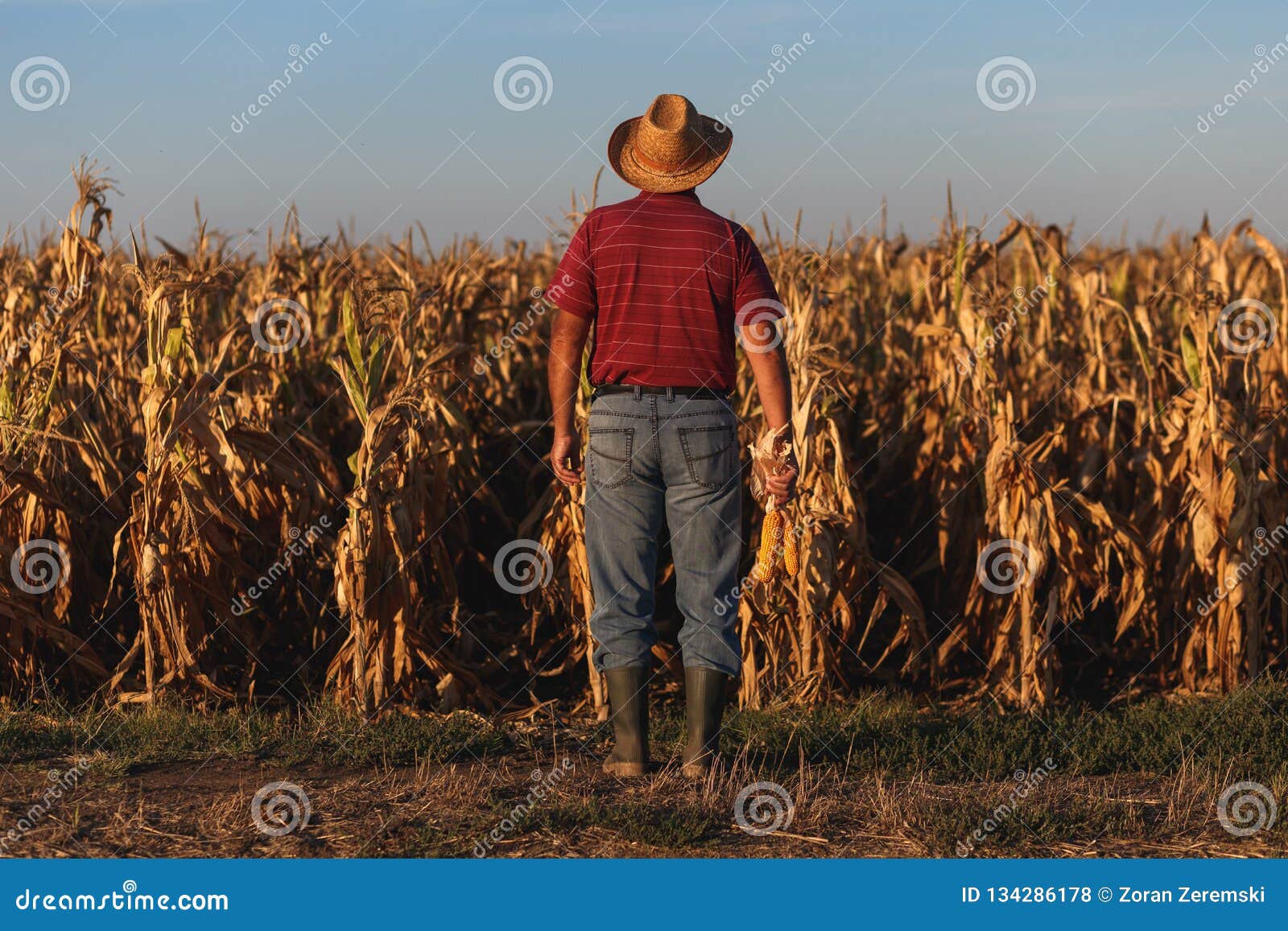 Senior Farmer Standing in Corn Field and Examining Crop. Stock Photo