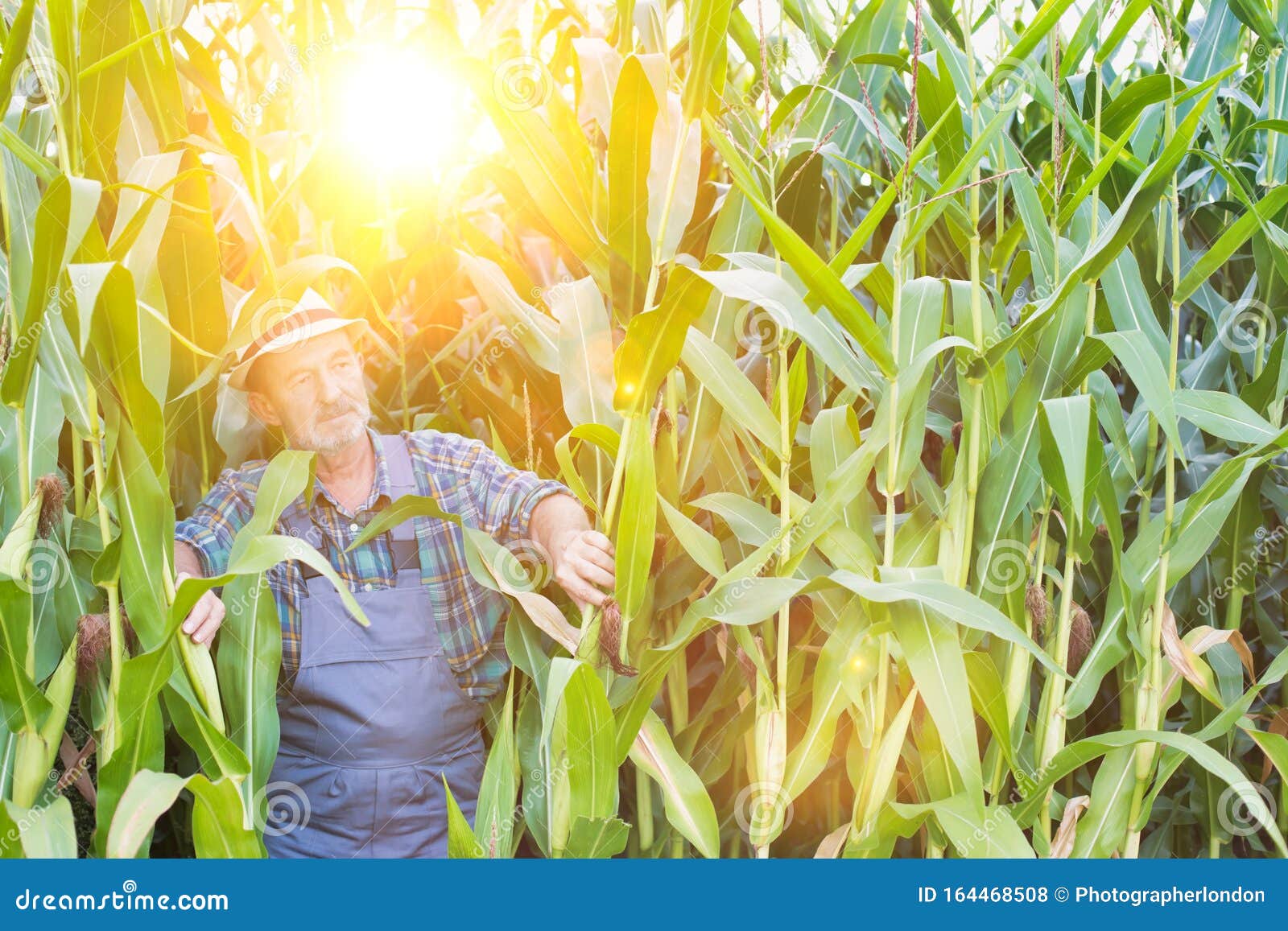 Senior Farmer Standing in Corn Field with Lens Flare Stock Photo