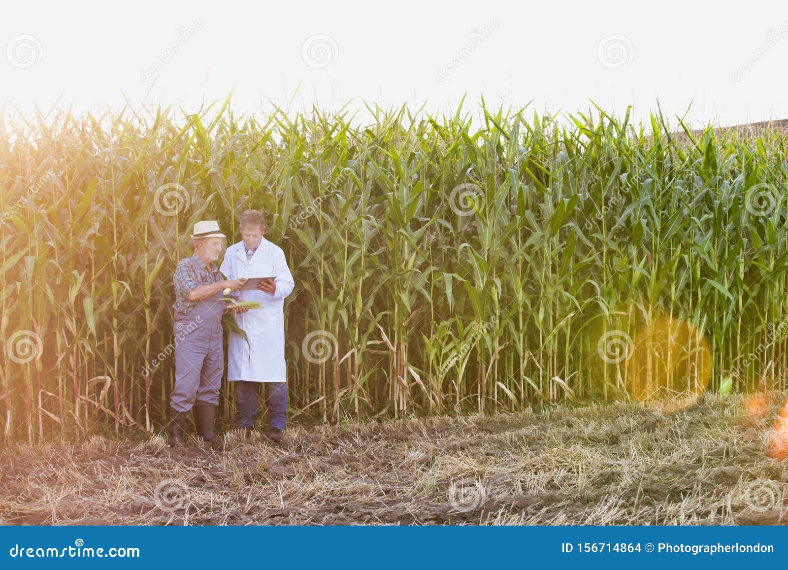 senior farmer standing whilst crop scientist examining corn and using digital tablet against corn plants growing in field with yel