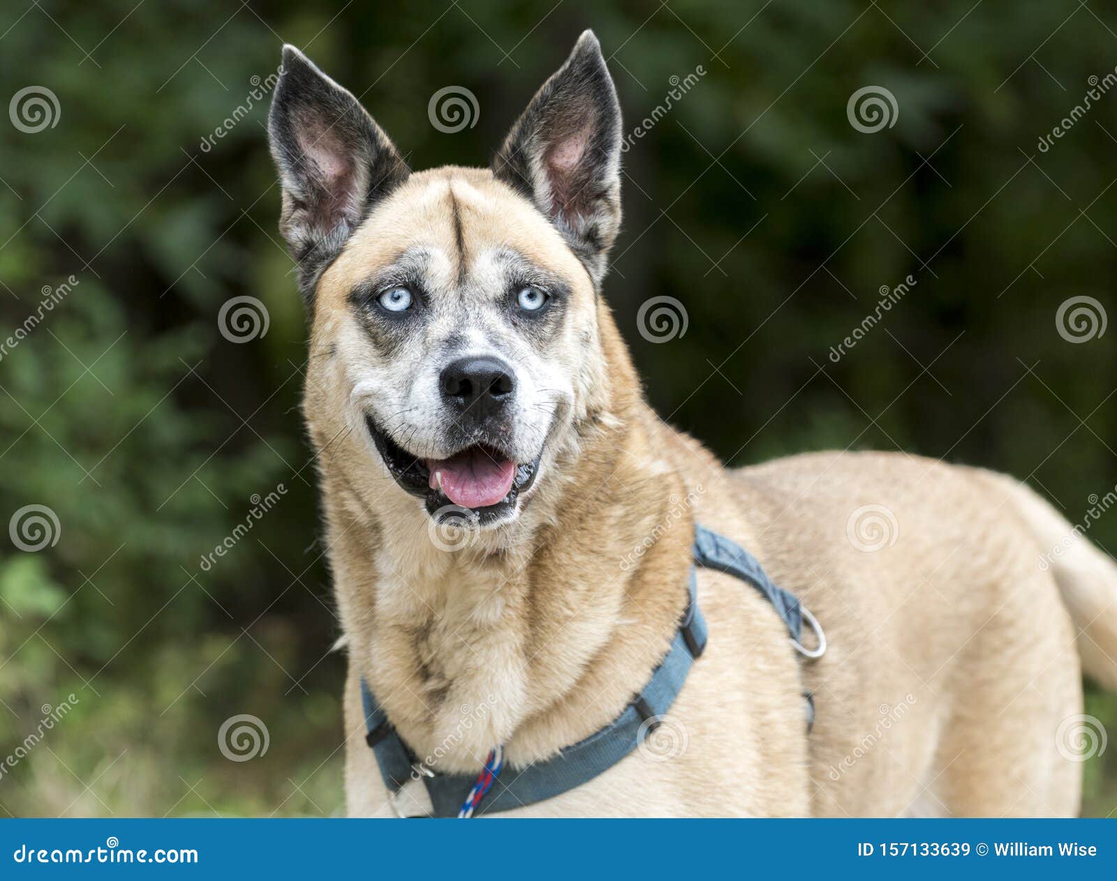 akita mixed with husky