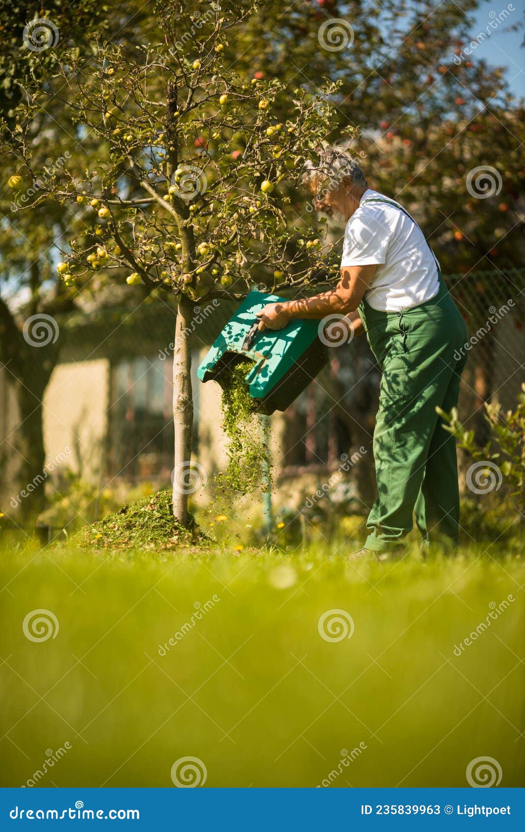 Senior Gardener Gardening in His Garden Stock Image - Image of ...