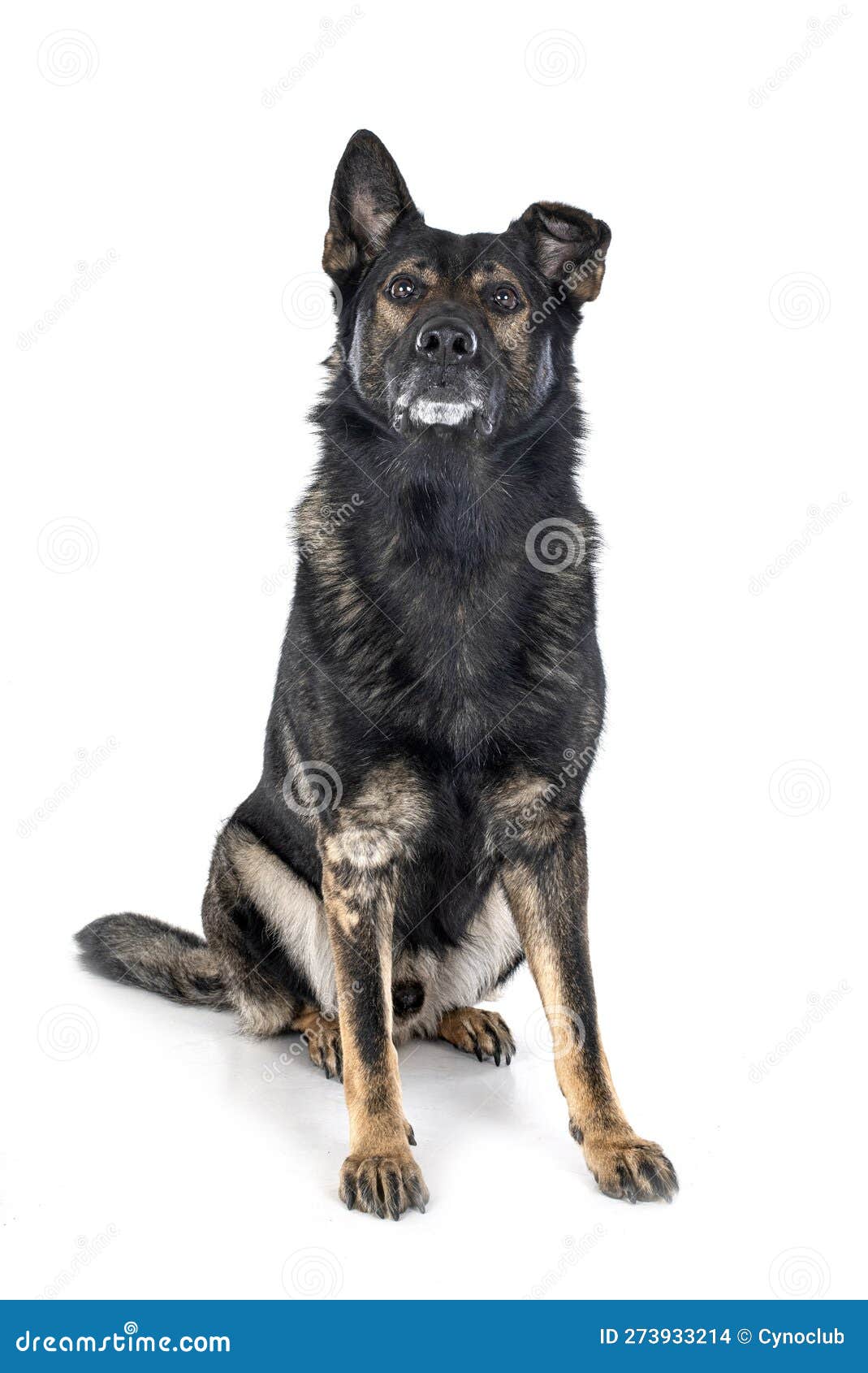 Senior german shepherd stock photo. Image of young, senior 273933214