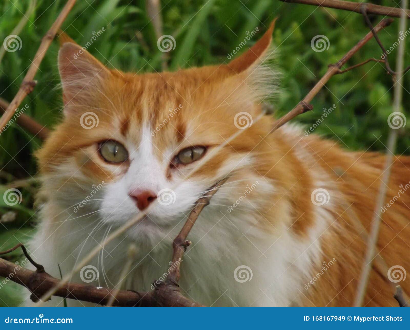 Senior House Cat Marking Territtory Stock Image Image of territtory