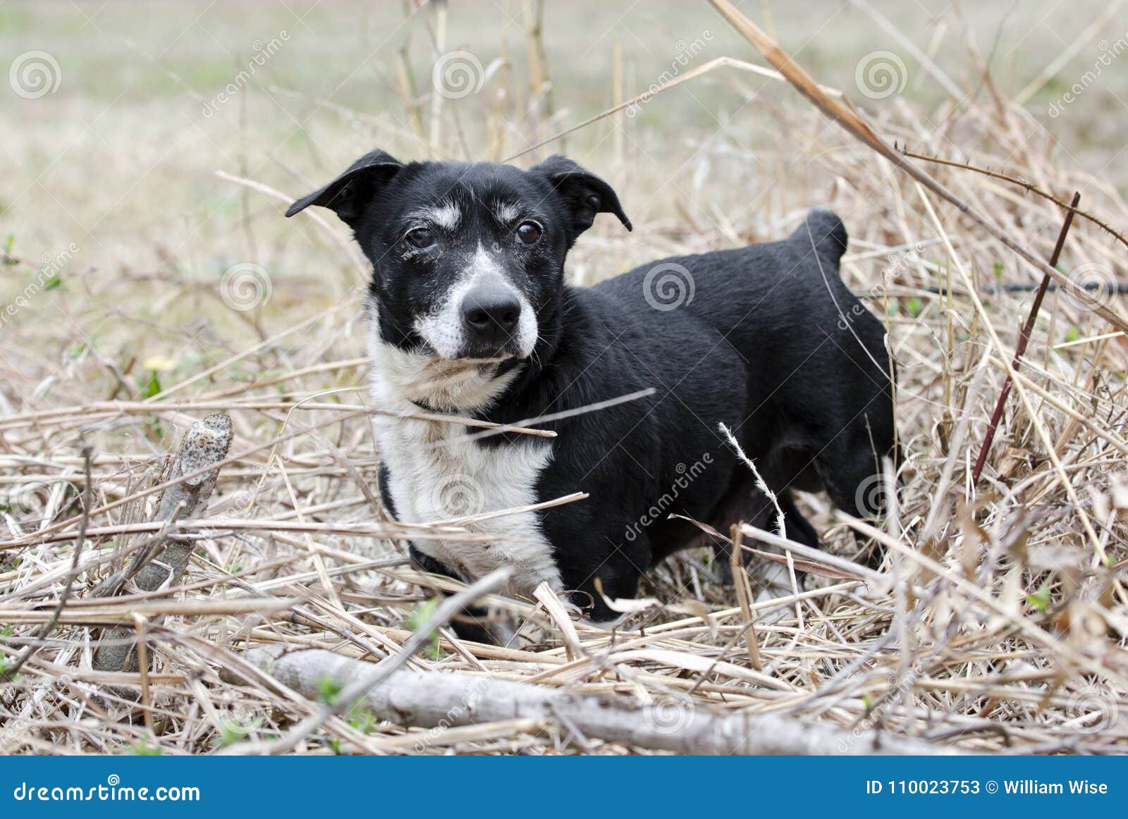 do jack russell terriers have short tails