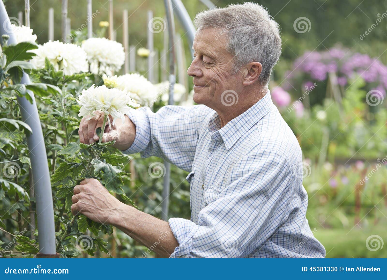senior man cultivating flowers in garden