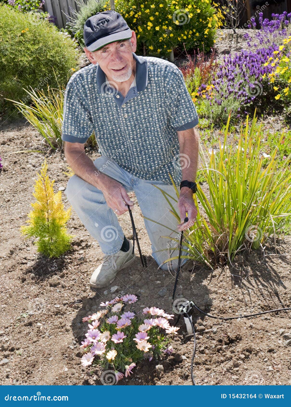 Drip Irrigation System In Field Stock Photography