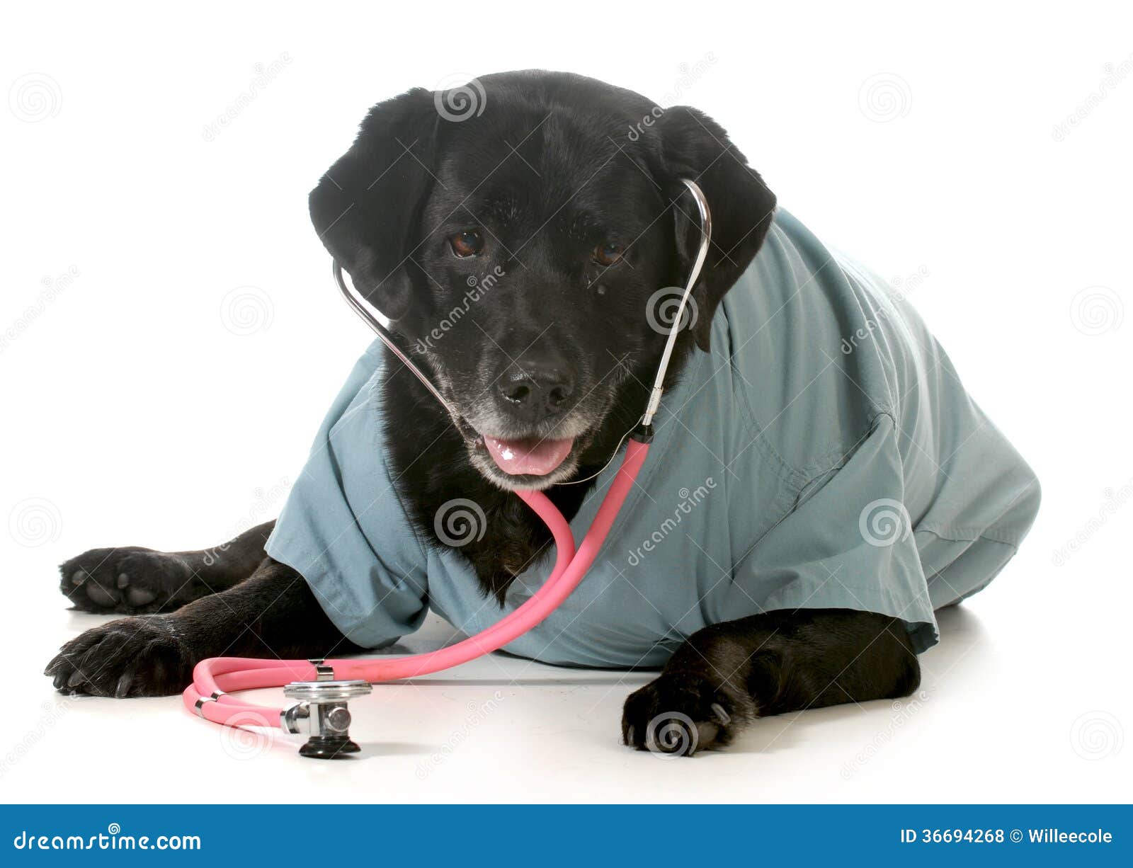 256,408 Care Pet Stock Photos Free & RoyaltyFree Stock Photos from