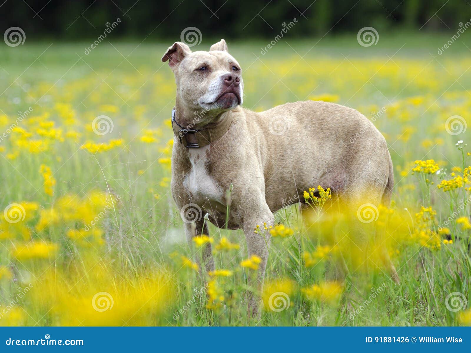 Senior Pitbull Terrier Dog In Yellow 