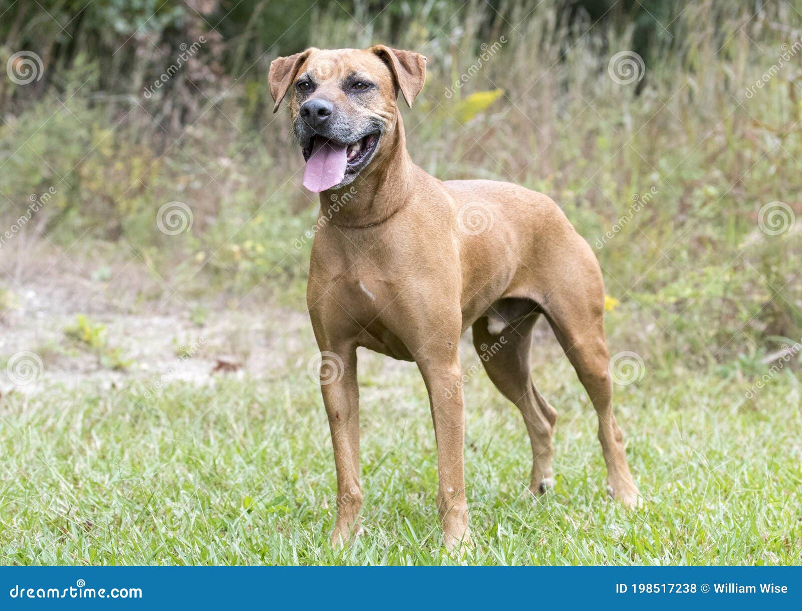Ridgeback cur deals