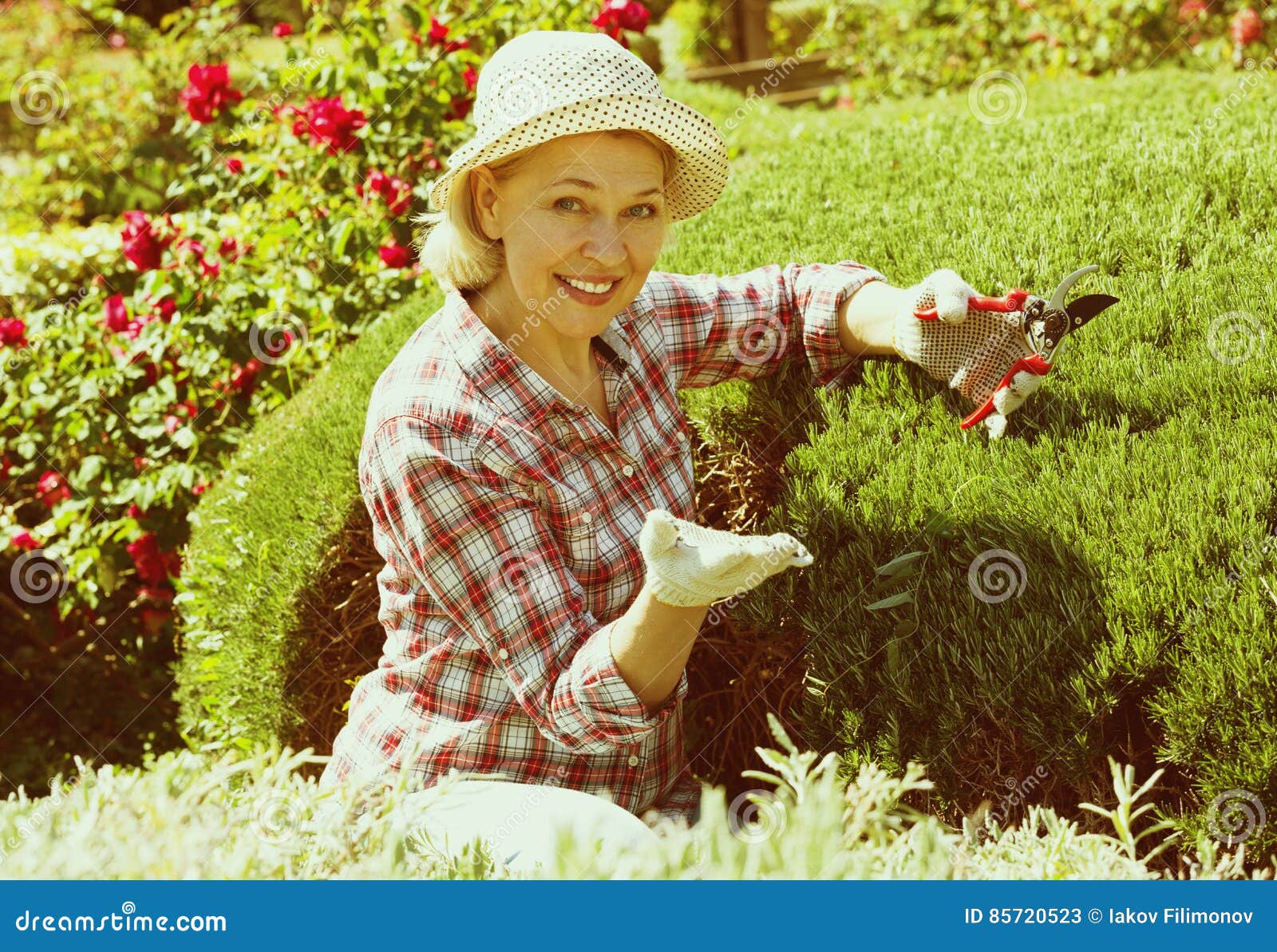 Senior Woman Trimming A Green Hedge Stock Image Image Of Lifestyle Flowers