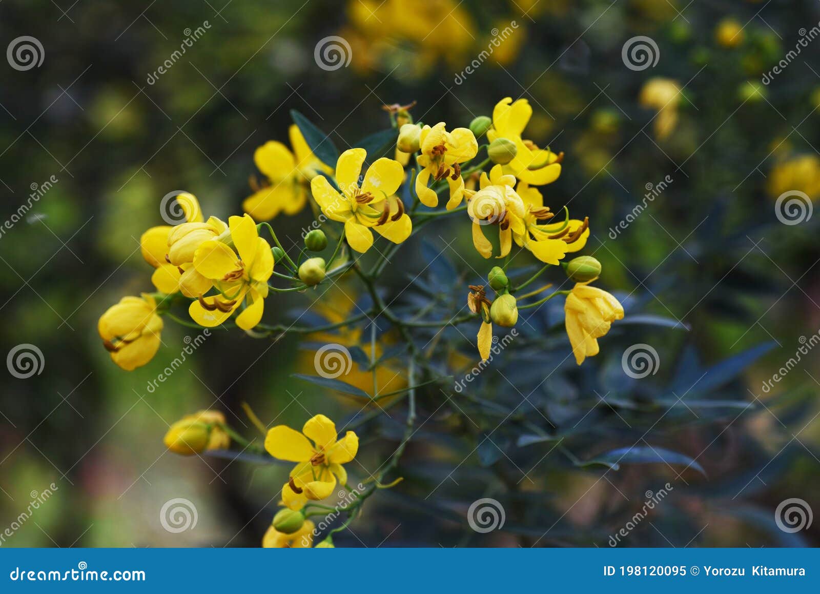 セナコリモサバターカップブッシュの花 Stock Image Image Of Blossom Green