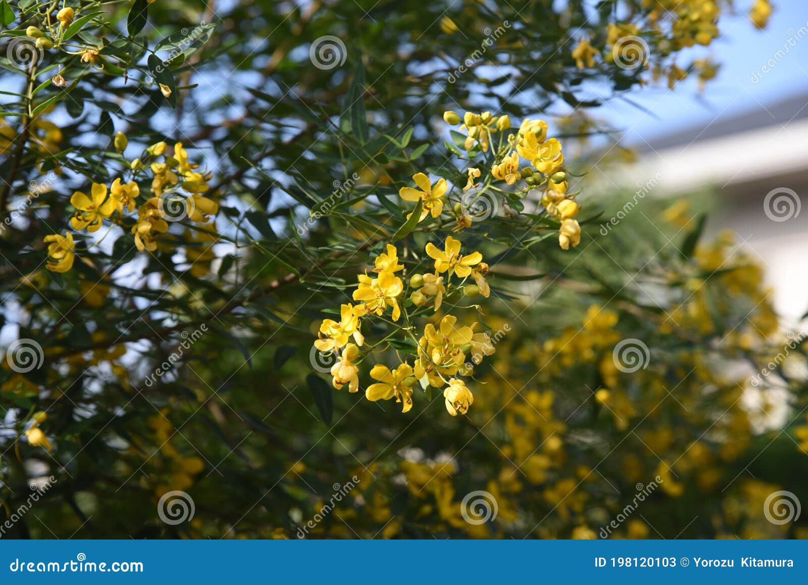 セナコリモサバターカップブッシュの花 Stock Image Image Of Evergreen Argentine