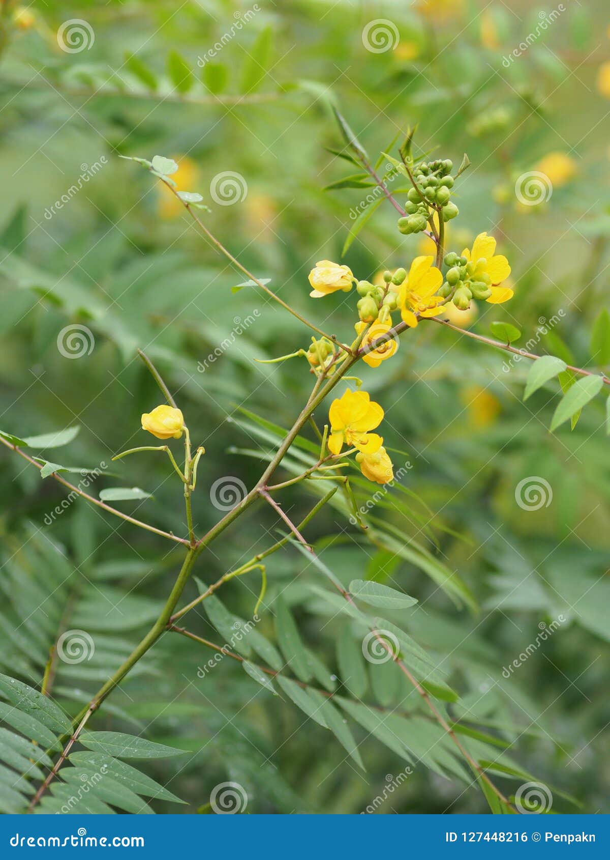 senna siamea leguminosae,yellow flower