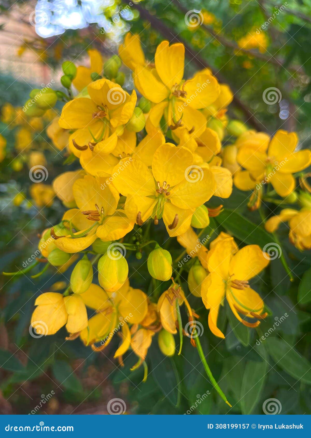 senna tora (cassia tora, sickle senna or sickle wild) is a leguminous plant.