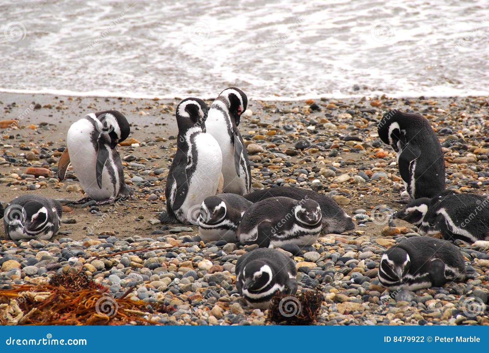 seno otway penguin colony - patagonia chile