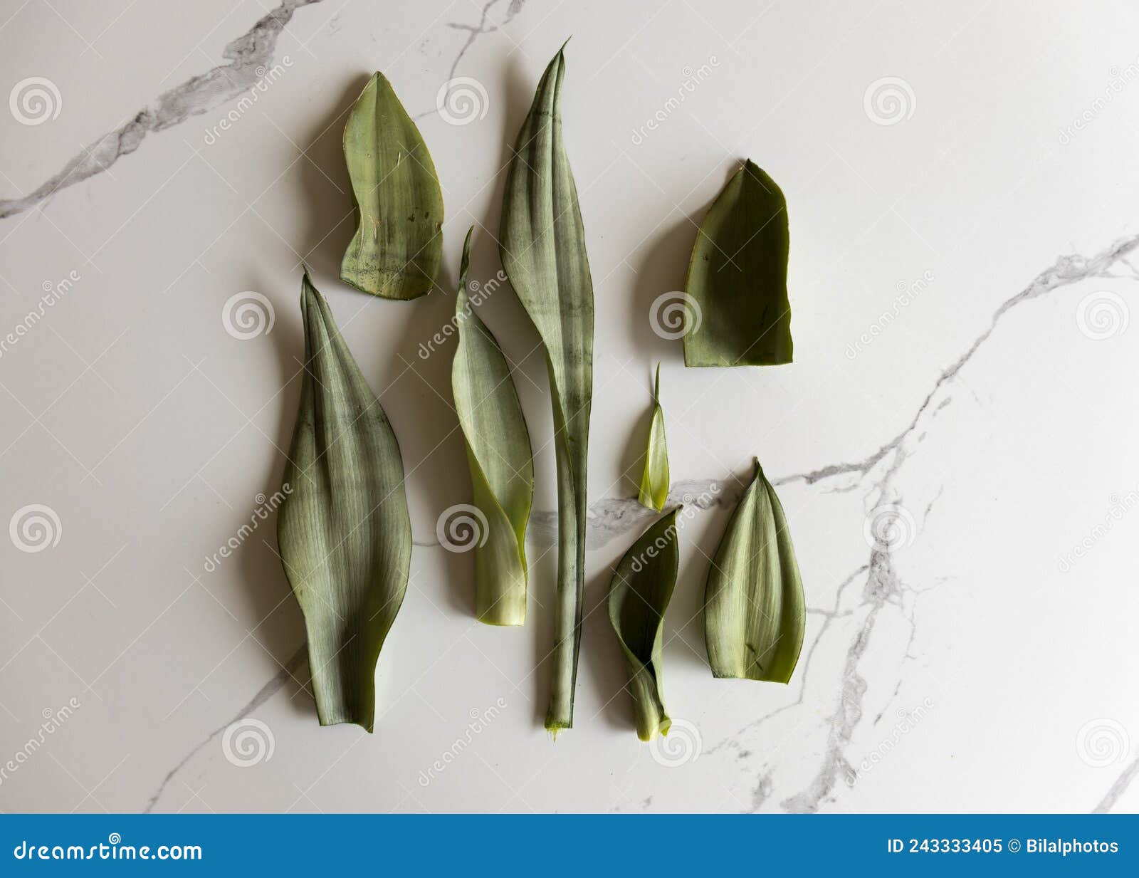sensaveria snakeplant leaves cuttings on a white background