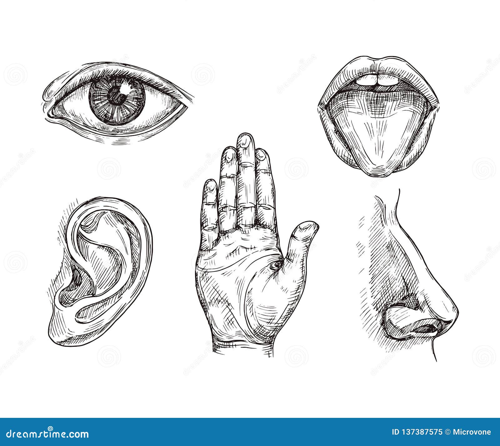 Man Eye Nose And Hand Collage Pencil Sketch On Paper Color Effect