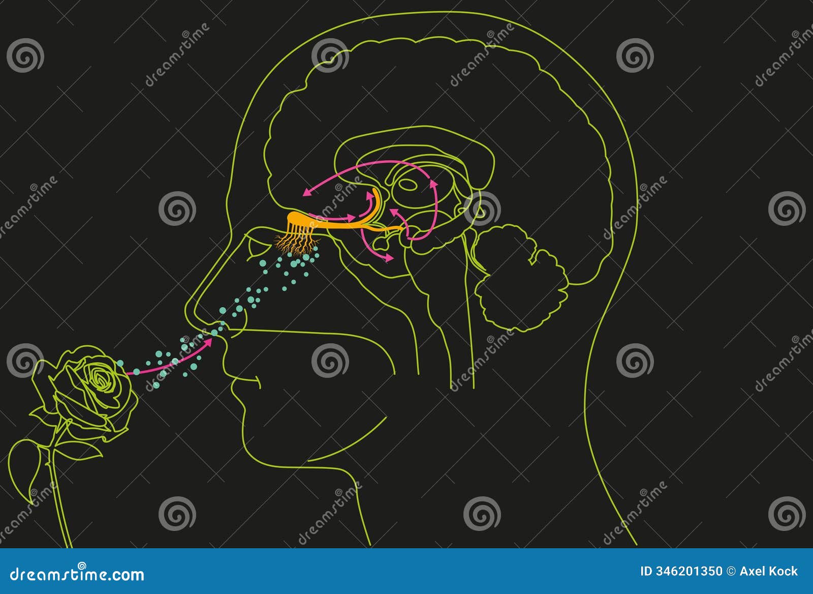 sense of smell, man with a rose, detailed  of the olfactory region, medically 