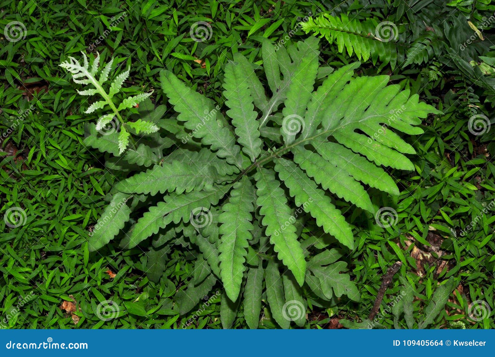 sensitive fern plant.