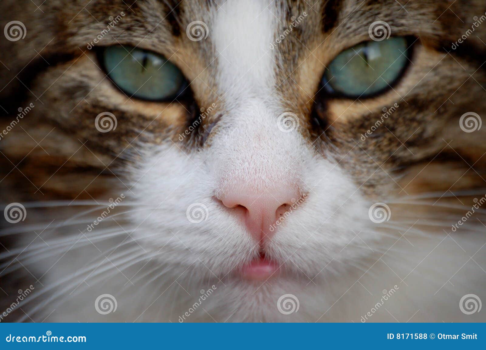 Sensitive nose stock photo. Image of home, nose, close 8171588