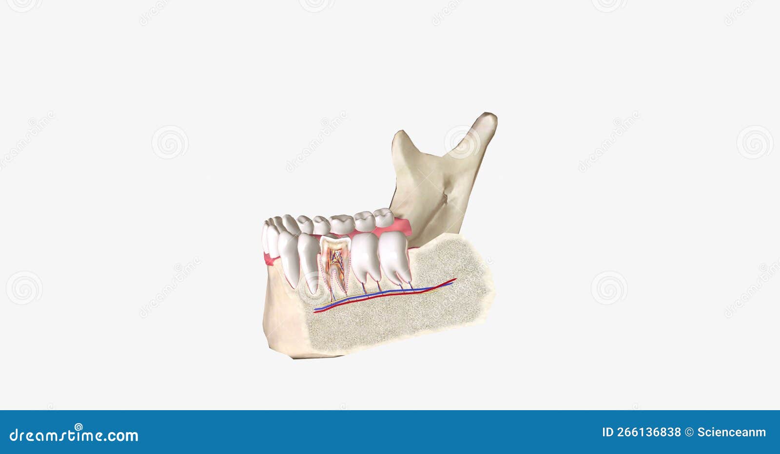 Sensitive Teeth is a Common Dental Condition Characterized by Sharp