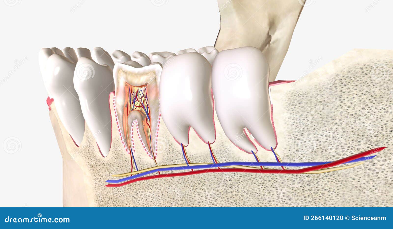 Sensitive Teeth is a Common Dental Condition Characterized by Sharp
